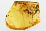 Detailed Fossil Planthopper and Fungus Gnat In Baltic Amber #372573-1